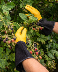 Person wearing yellow leather gloves picking blackberries from a bush