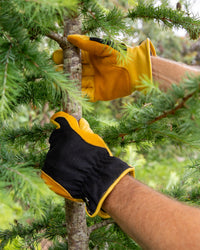 Person wearing yellow and black padded gloves is pruning a fir tree