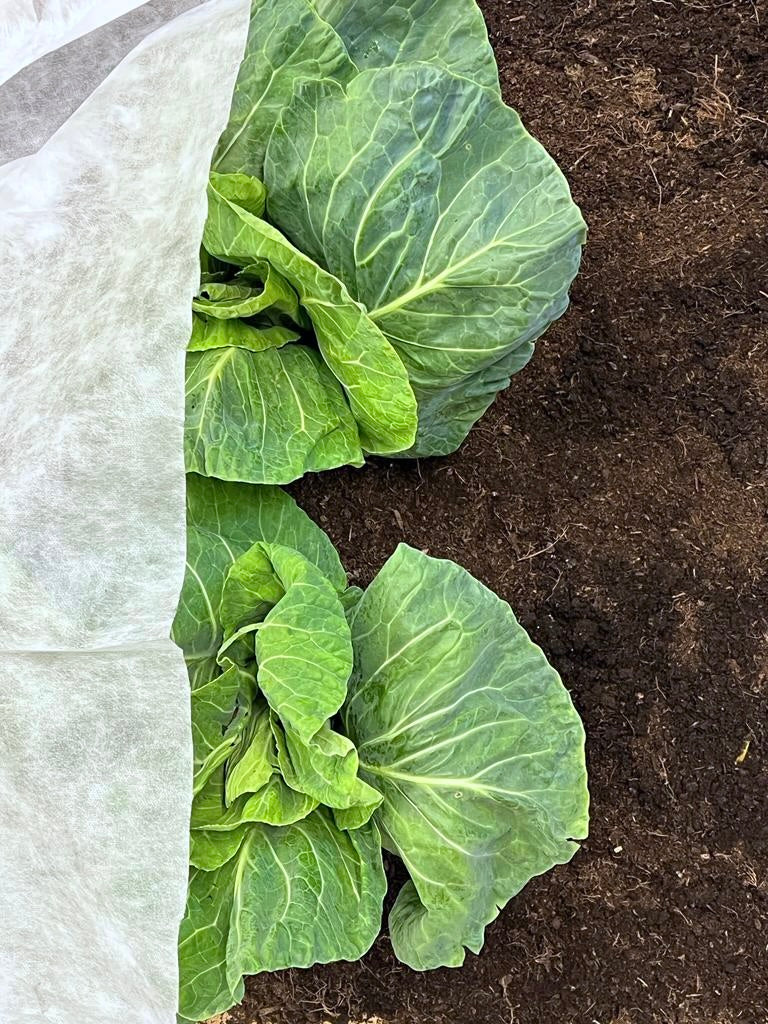 BioFleece 30 Plastic-Free Heavy-Duty Frost Protection Fabric