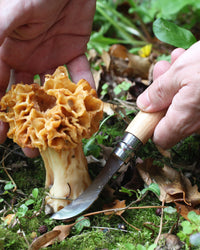 Opinel No.8 Mushroom Knife
