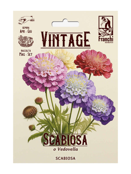 Franchi Seeds - Scabious