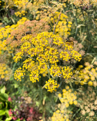Piccolo Seeds - Bronze Fennel