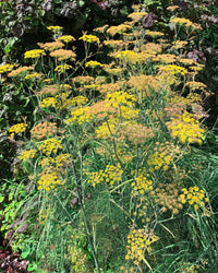 Piccolo Seeds - Bronze Fennel