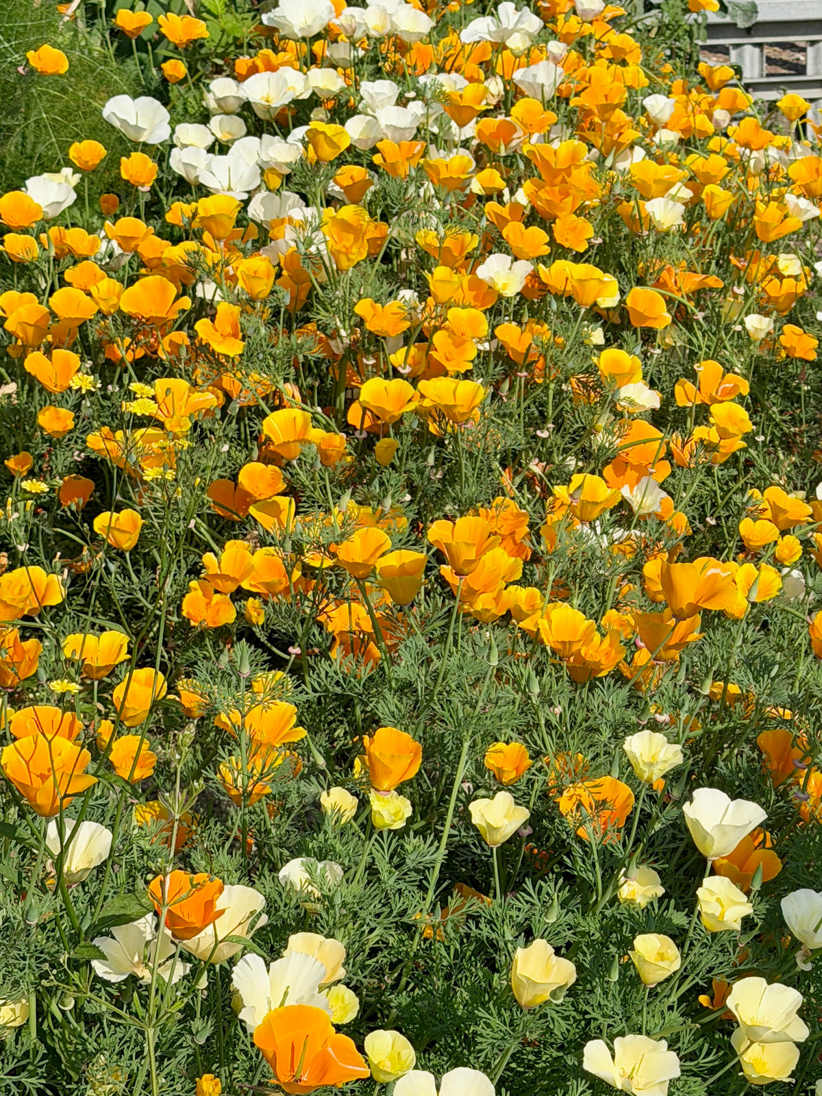 Kent Wildflower Seeds - California Poppy (Mixed Colours)