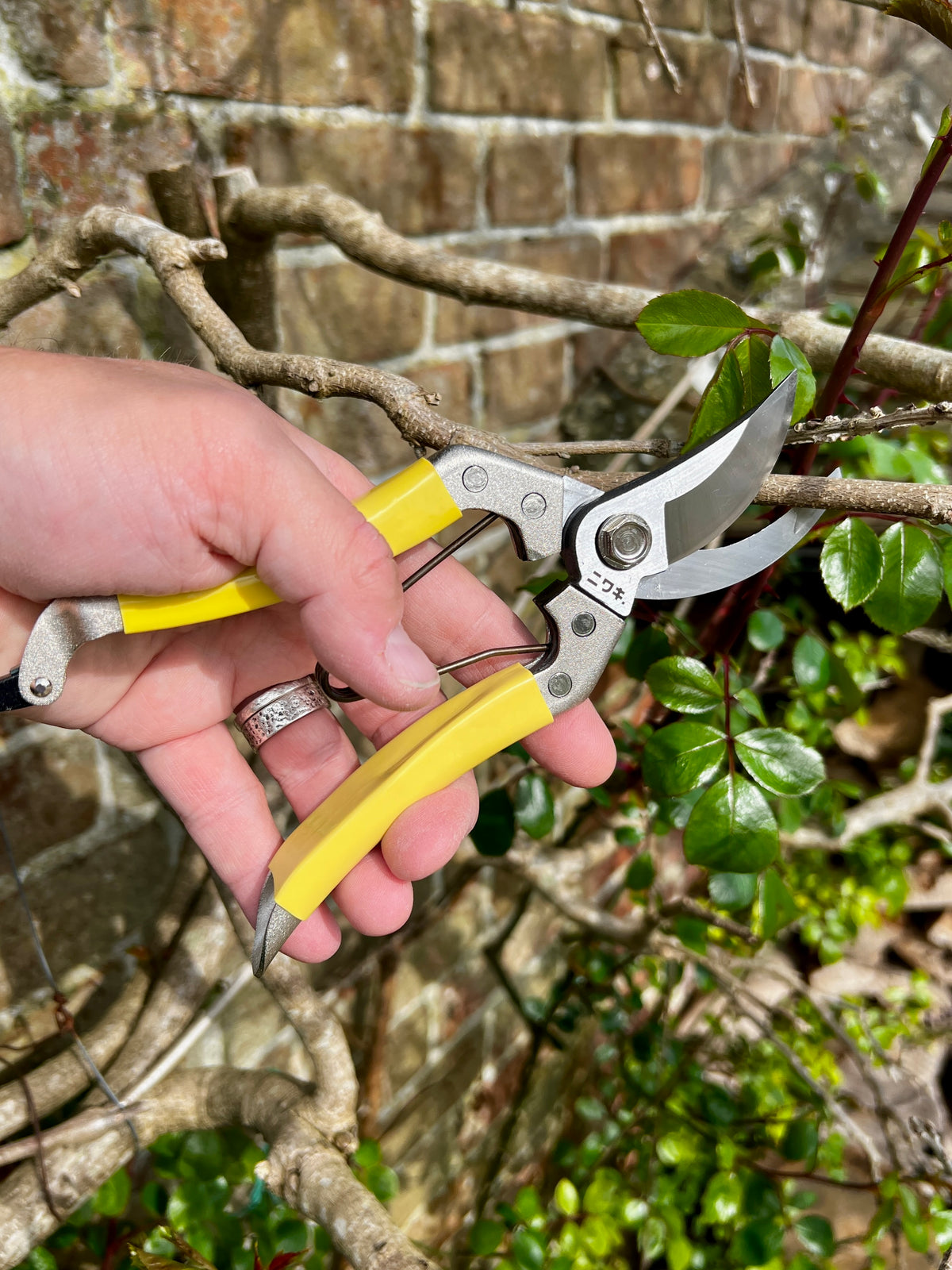 Niwaki Daikiba Secateurs with holster