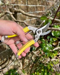 Niwaki Daikiba Secateurs with holster