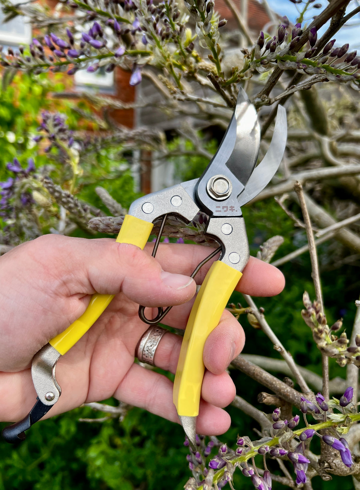 Niwaki Daikiba Secateurs with holster