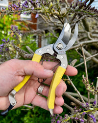 Niwaki Daikiba Secateurs with holster