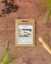 Kent Wildflower Seeds - Oxeye Daisy (Leucanthemum vulgare)