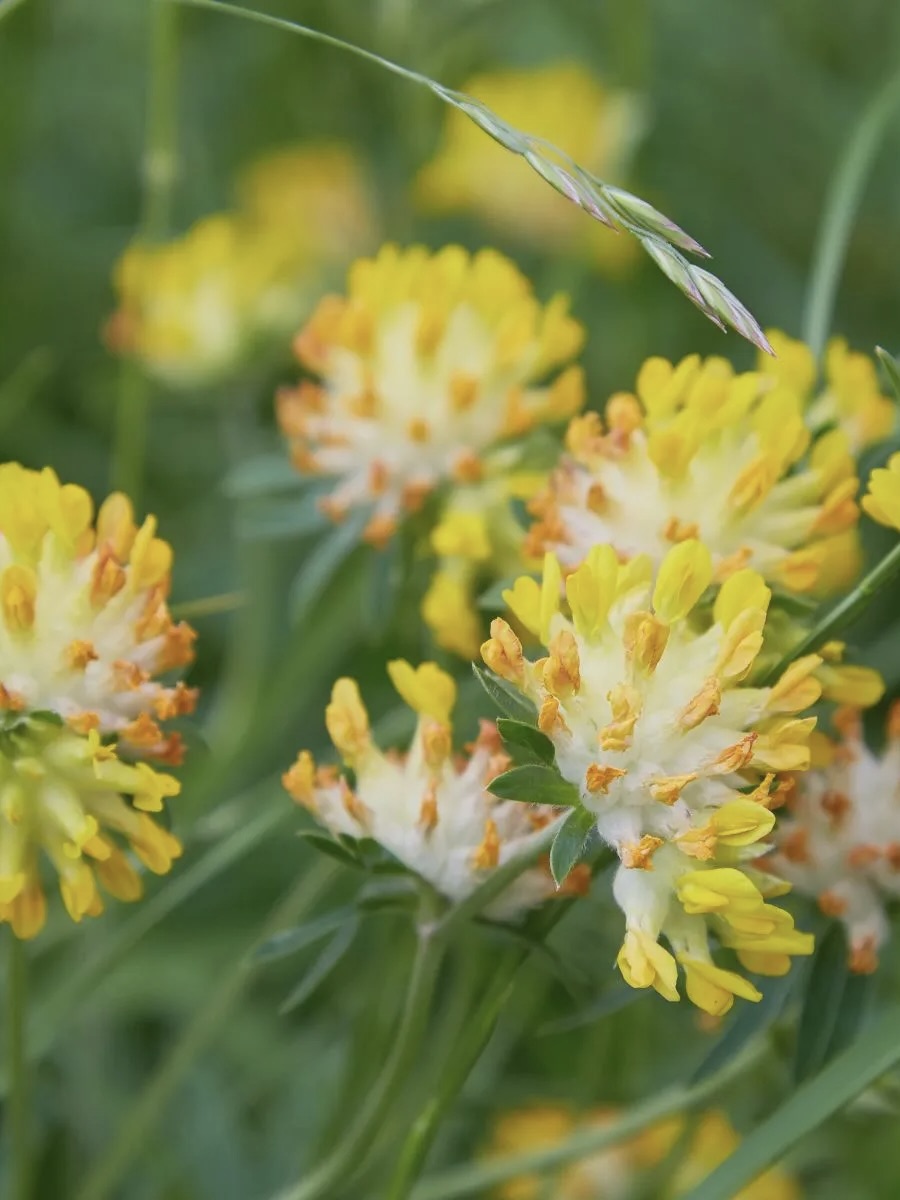 Kent Wildflower Seeds - Shade Tolerant Wildflower Mix