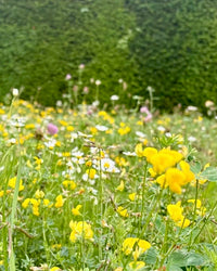 Kent Wildflower Seeds - Low-Growing Wildflowers for Lawns