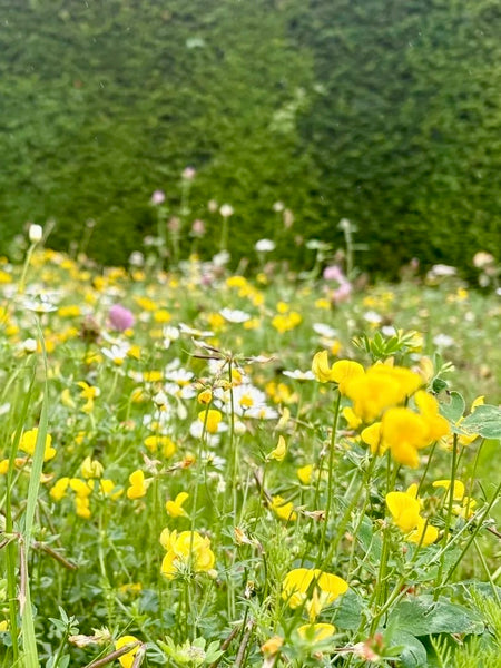 Kent Wildflower Seeds - Low-Growing Wildflowers for Lawns