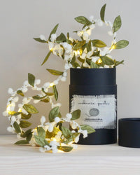 Melanie Porter Magical Mistletoe Fairy Lights