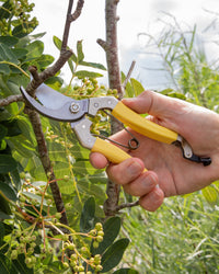 Niwaki Daikiba Secateurs with holster