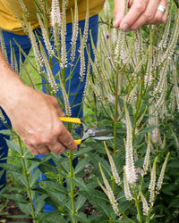 Niwaki GR Pro Lightweight Secateurs