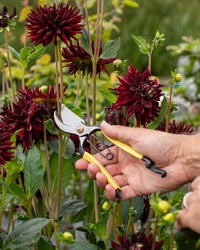 Niwaki Higurashi GR Secateurs