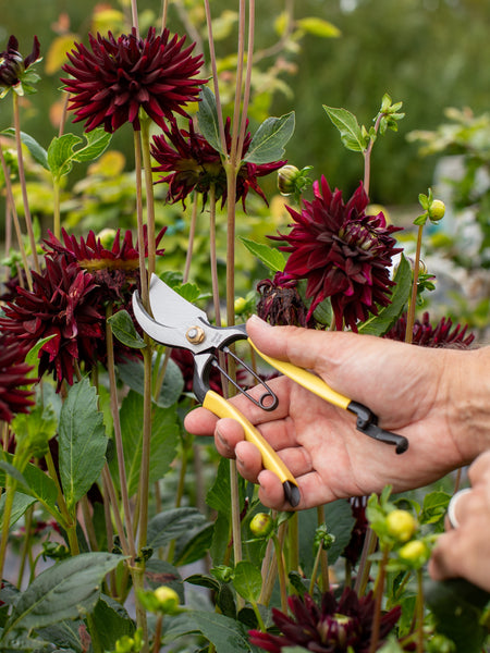 Niwaki Higurashi GR Secateurs