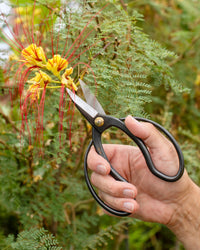 Niwaki Higurashi Scissors
