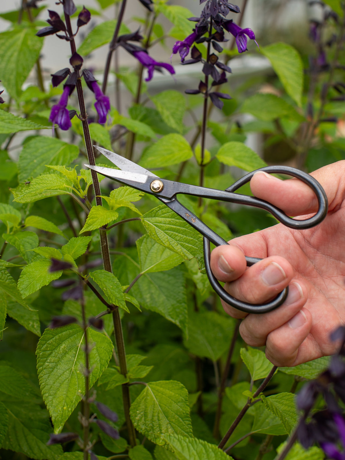 Niwaki Higurashi Snips