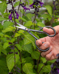 Niwaki Higurashi Snips