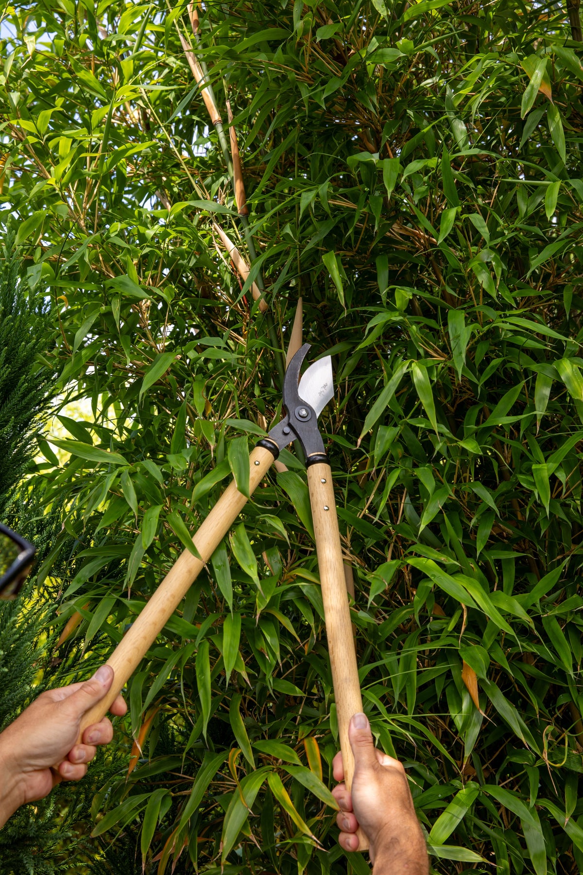 Niwaki loppers