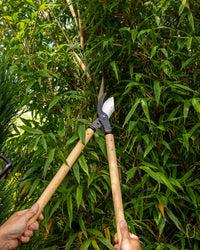 Niwaki loppers