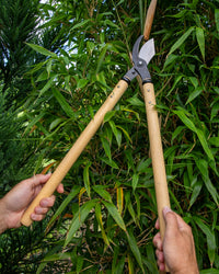 Niwaki loppers