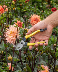 Niwaki Mainichi Secateurs