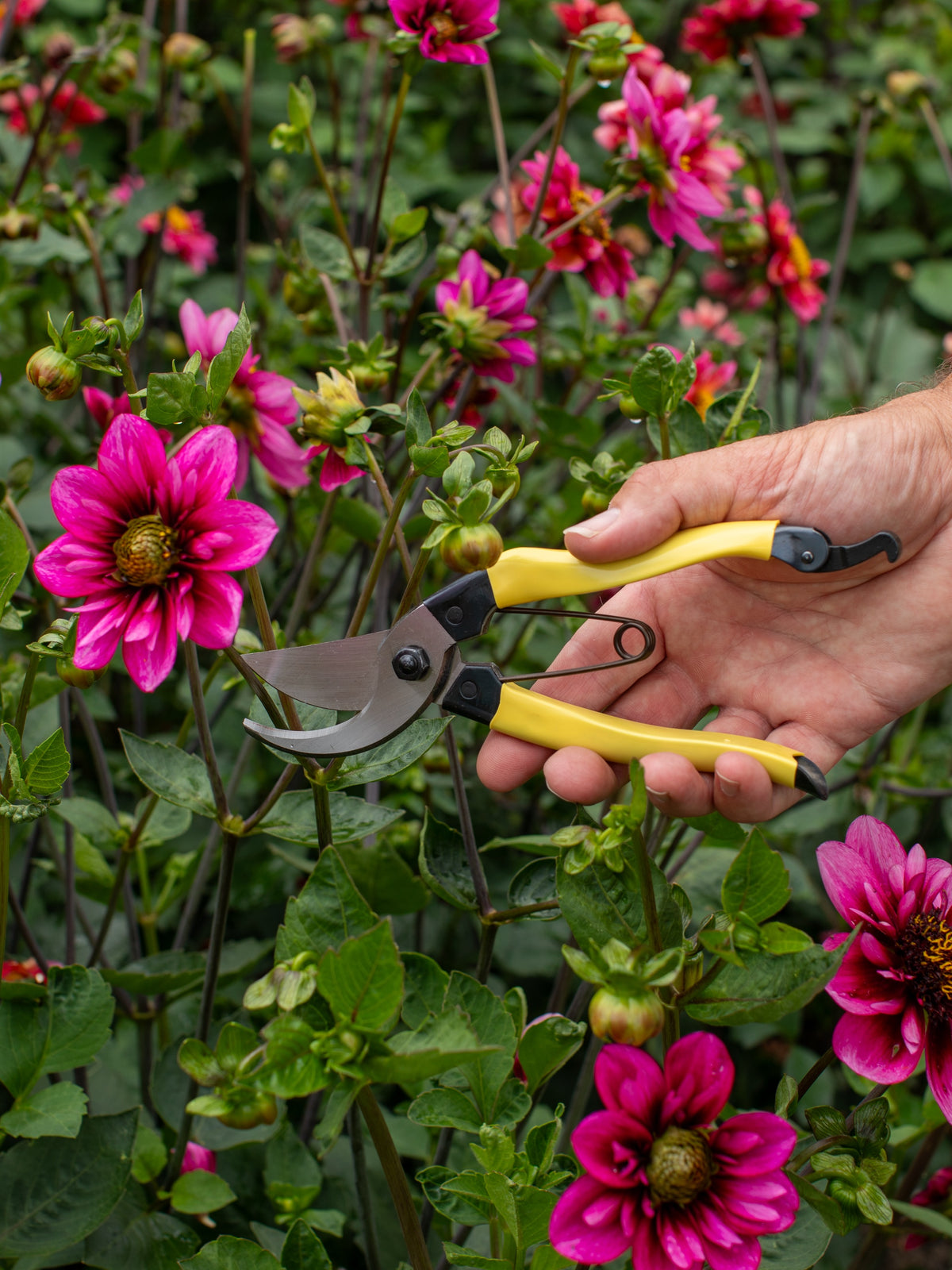 Niwaki Mainichi Secateurs