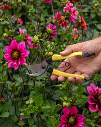 Niwaki Mainichi Secateurs