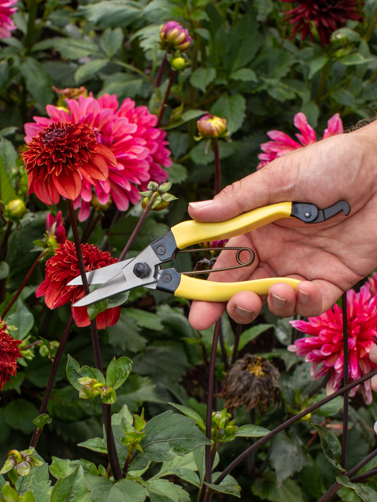 Niwaki Mainichi Snips