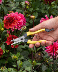 Niwaki Mainichi Snips