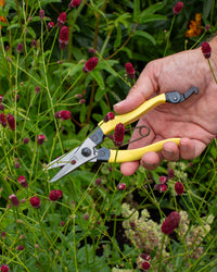 Niwaki Mainichi Snips