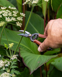 Niwaki Mini Secateurs
