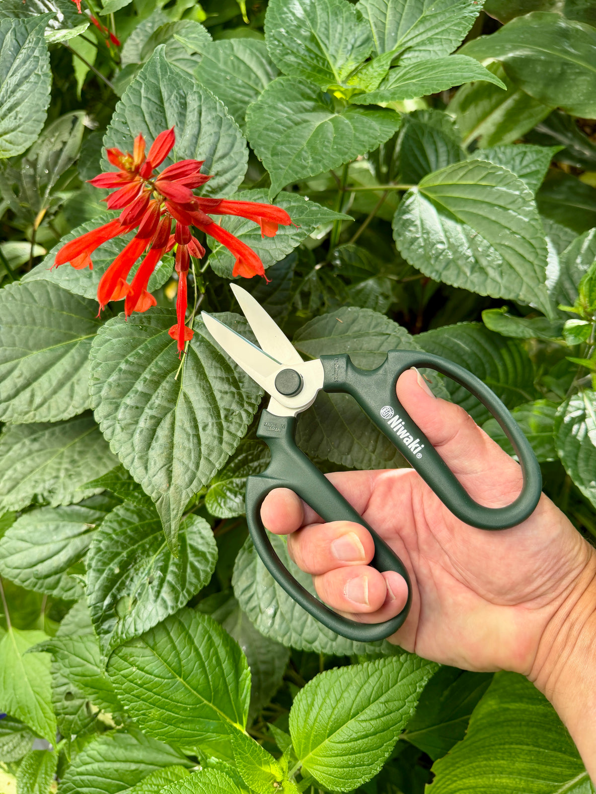 Niwaki Sakagen Flower Scissors, Moss Green