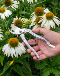 Niwaki Shumatsu Secateurs