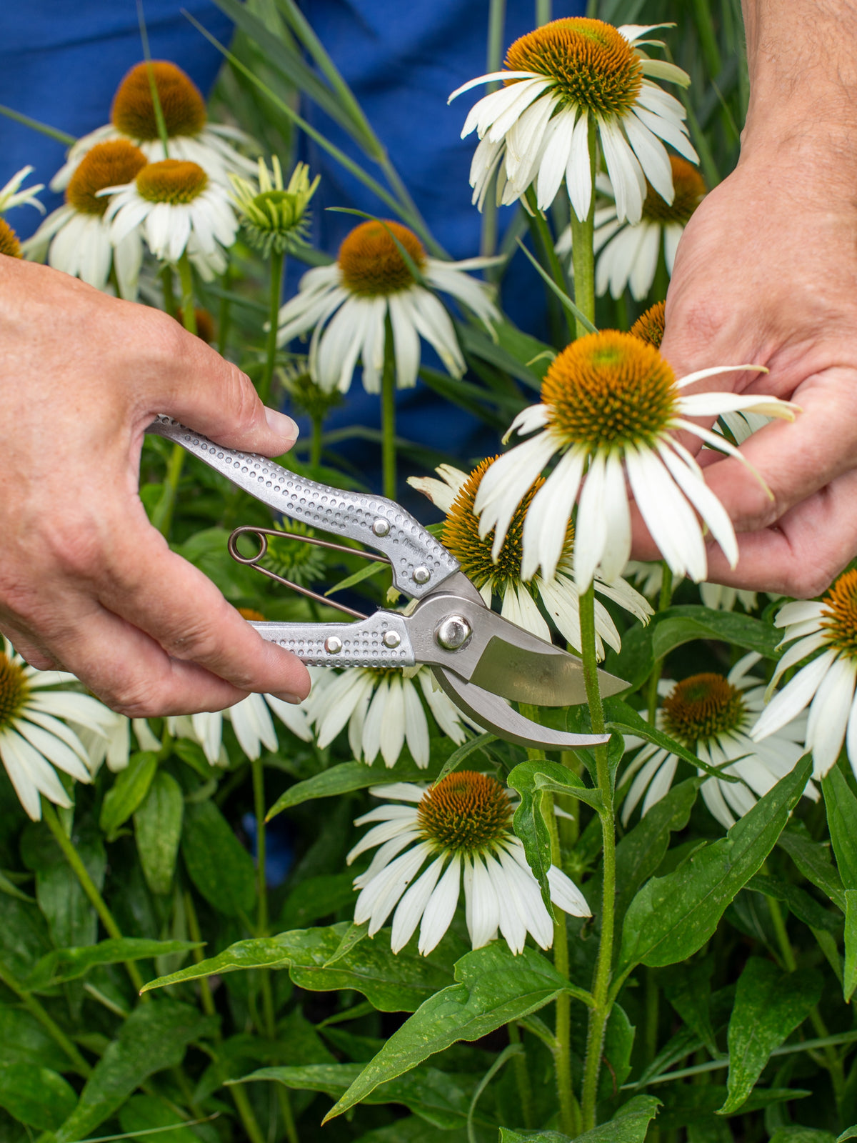 Niwaki Shumatsu Secateurs