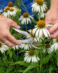 Niwaki Shumatsu Secateurs