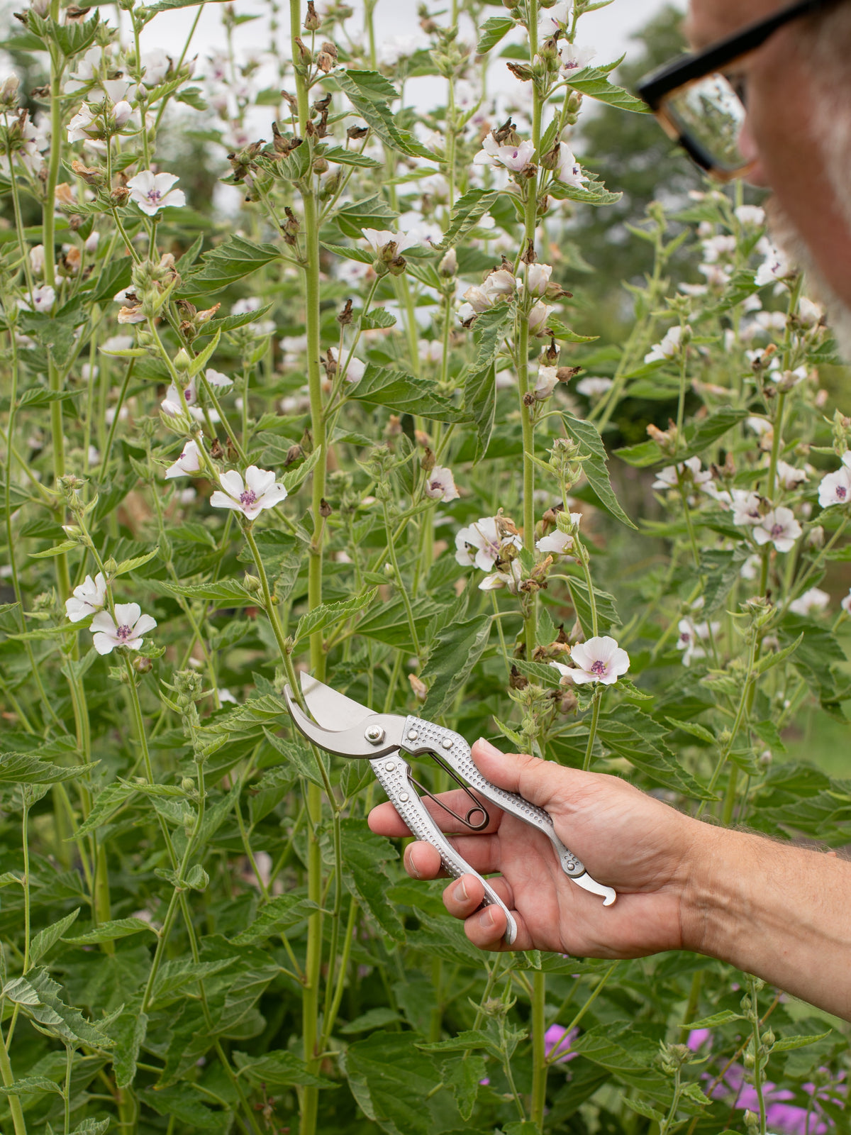 Niwaki Shumatsu Secateurs