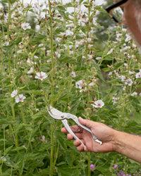 Niwaki Shumatsu Secateurs