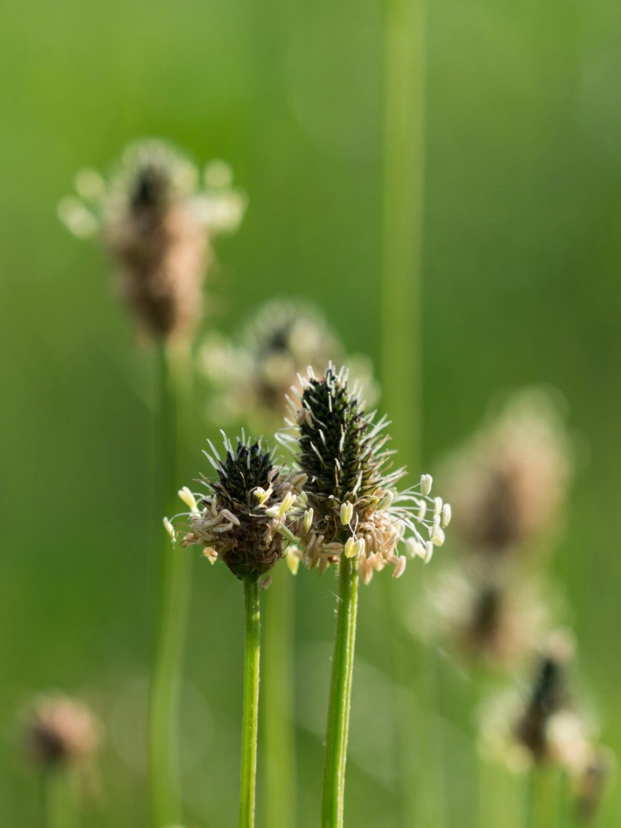 Kent Wildflower Seeds - Wildflower Mix for Heavy Clay Soils