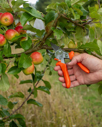 Original LÖWE 10.107, The Original Anvil Secateurs