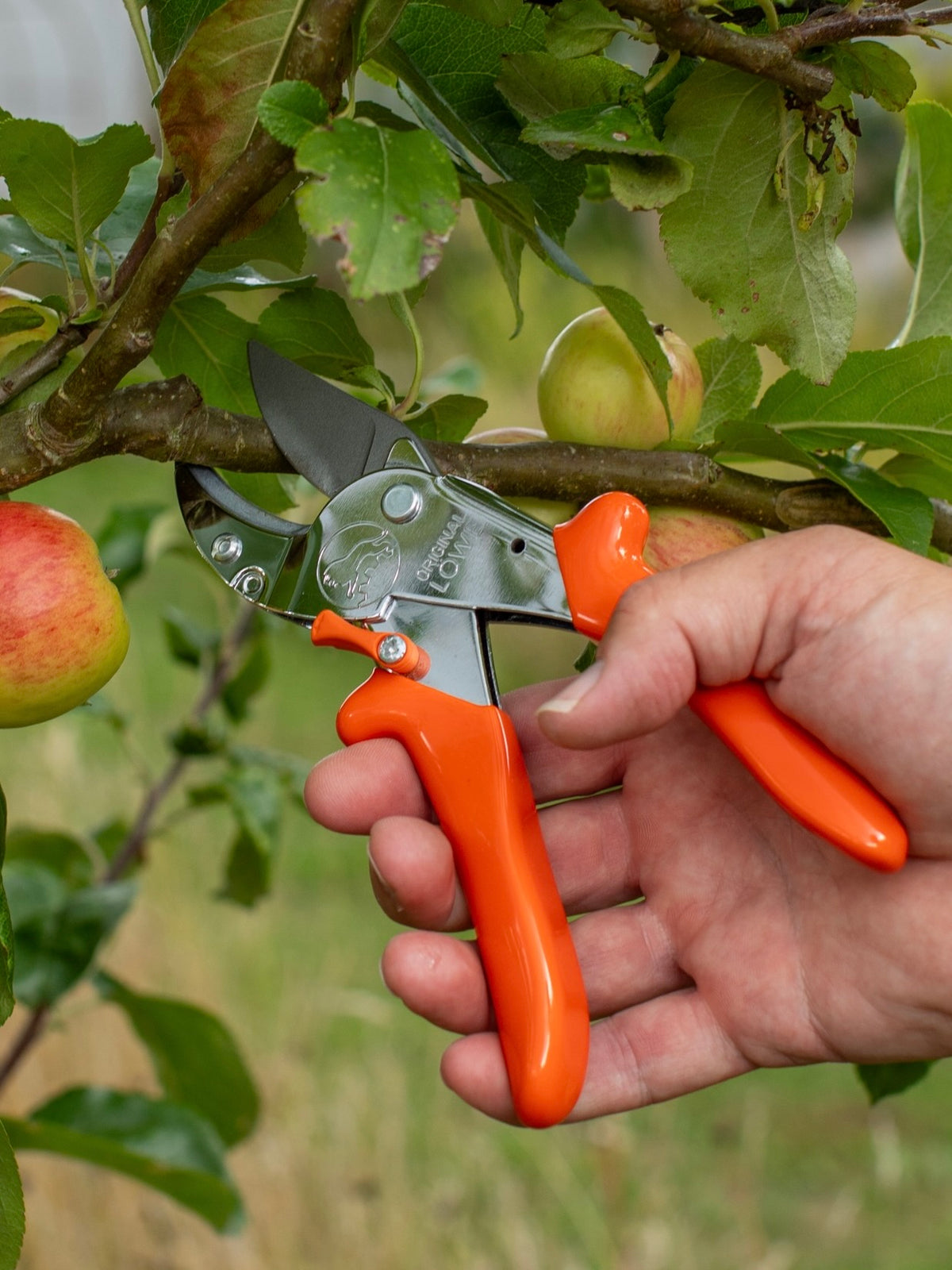 Original LÖWE 10.107, The Original Anvil Secateurs