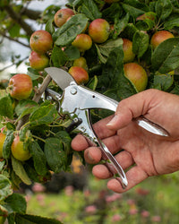 Original LÖWE 1.100, The Original Anvil Secateurs - 100th Anniversary Edition