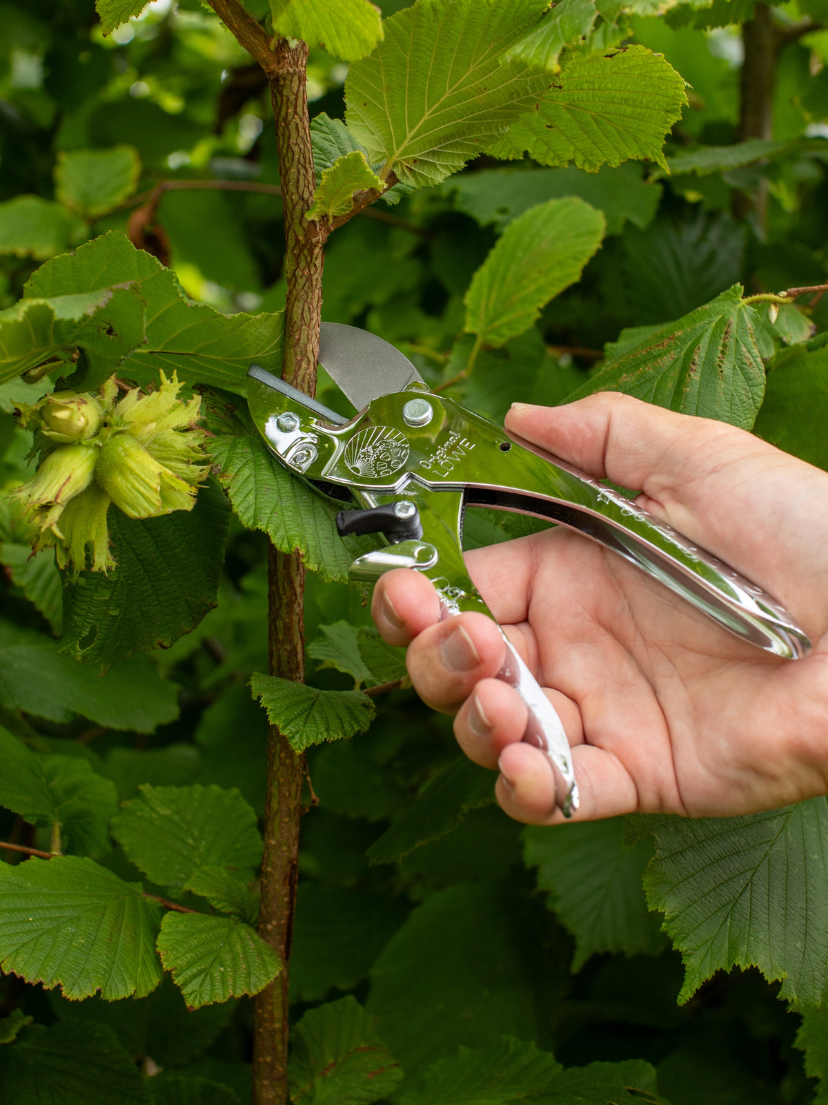 Original LÖWE 1.100, The Original Anvil Secateurs - 100th Anniversary Edition
