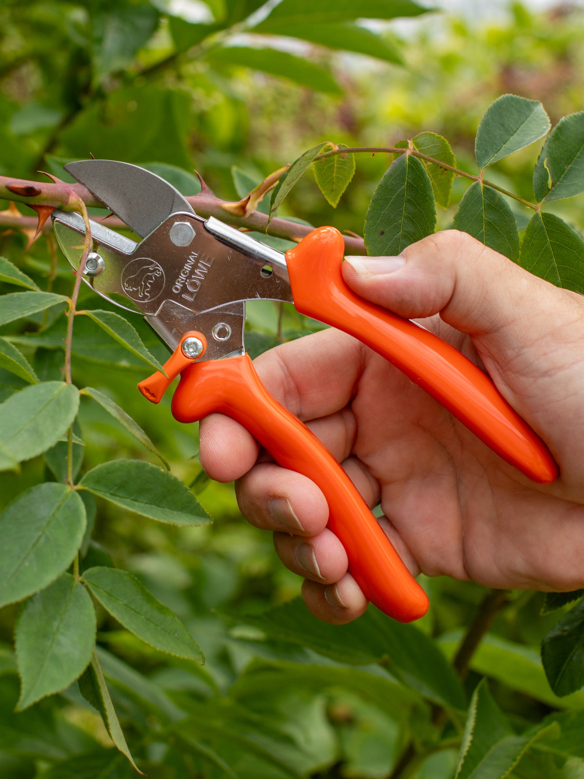 Original LÖWE 1.104, The Original Anvil Secateurs