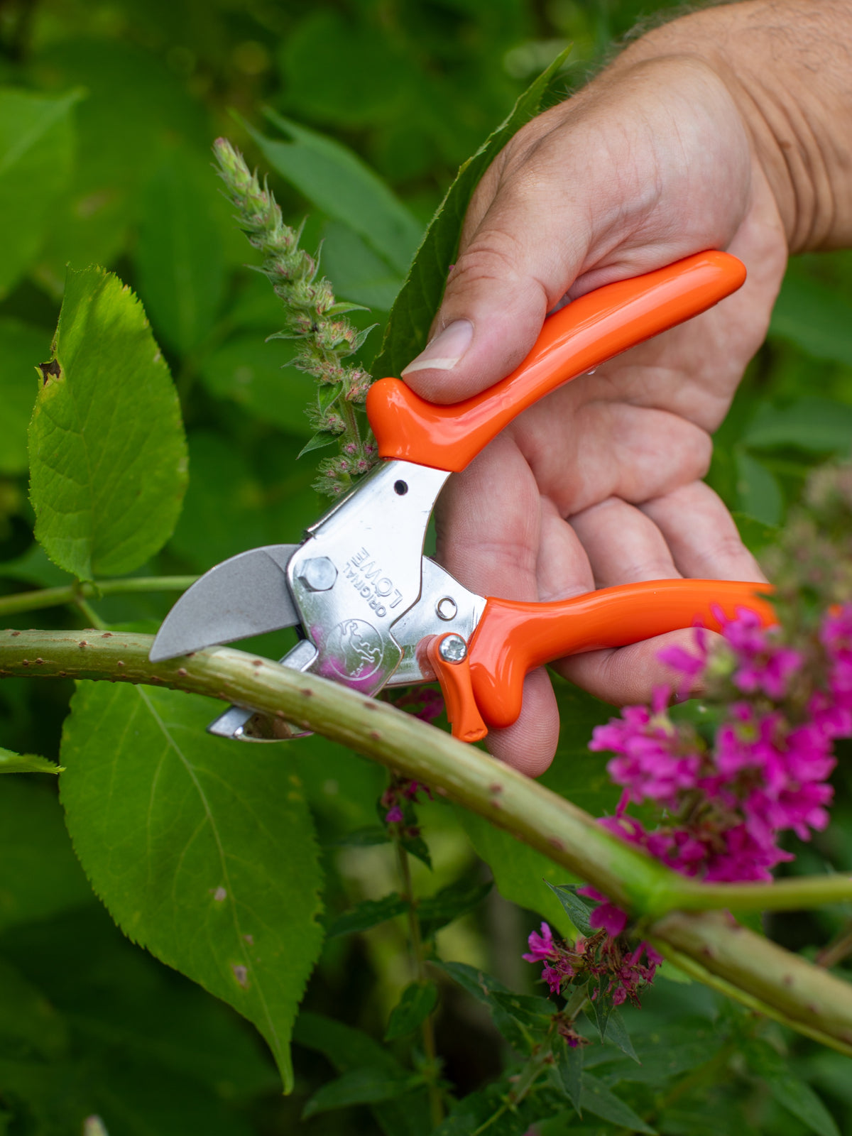 Why do gardeners use two different names?
