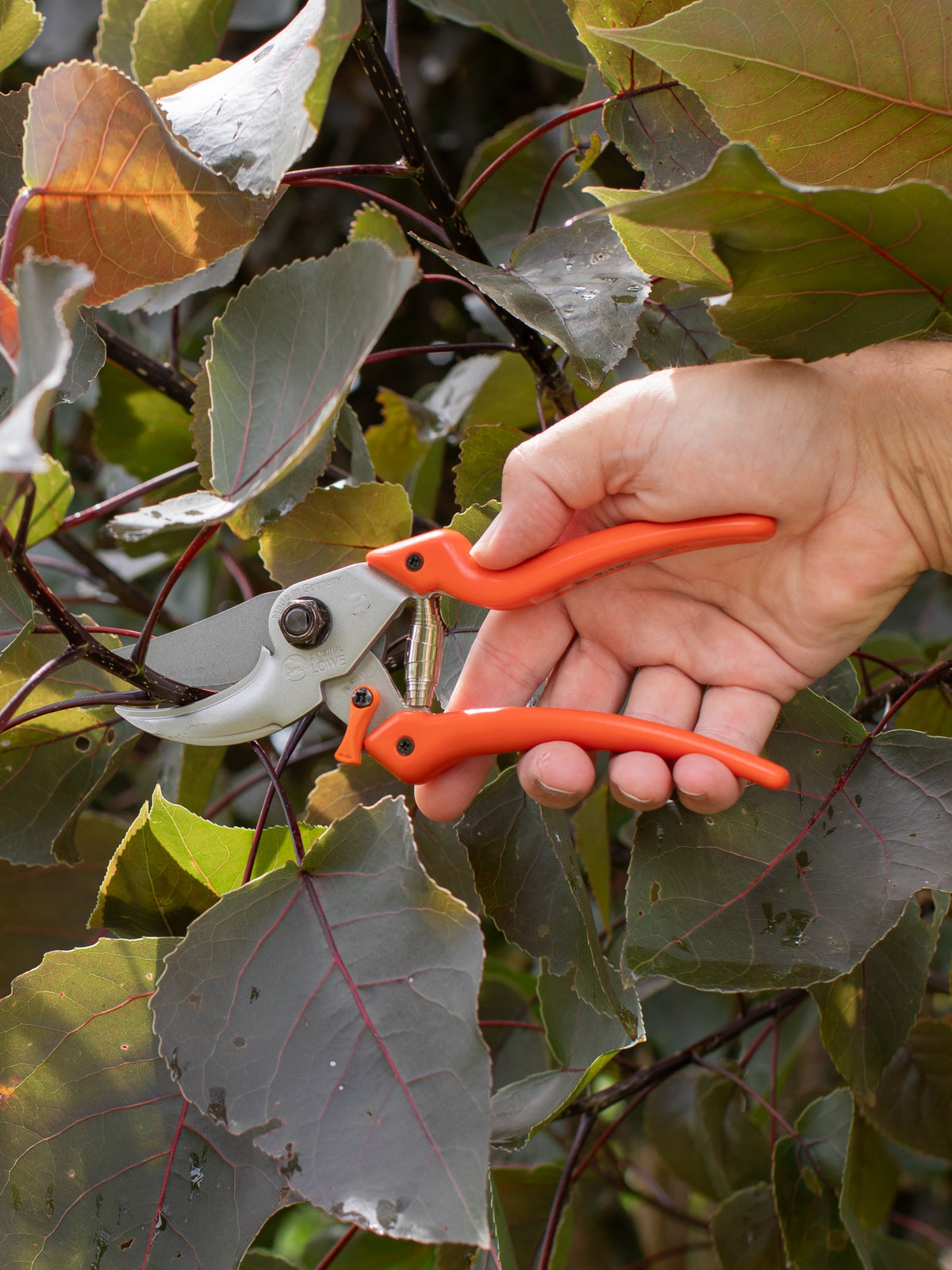 Original LÖWE 9.107 Professional Bypass Secateurs