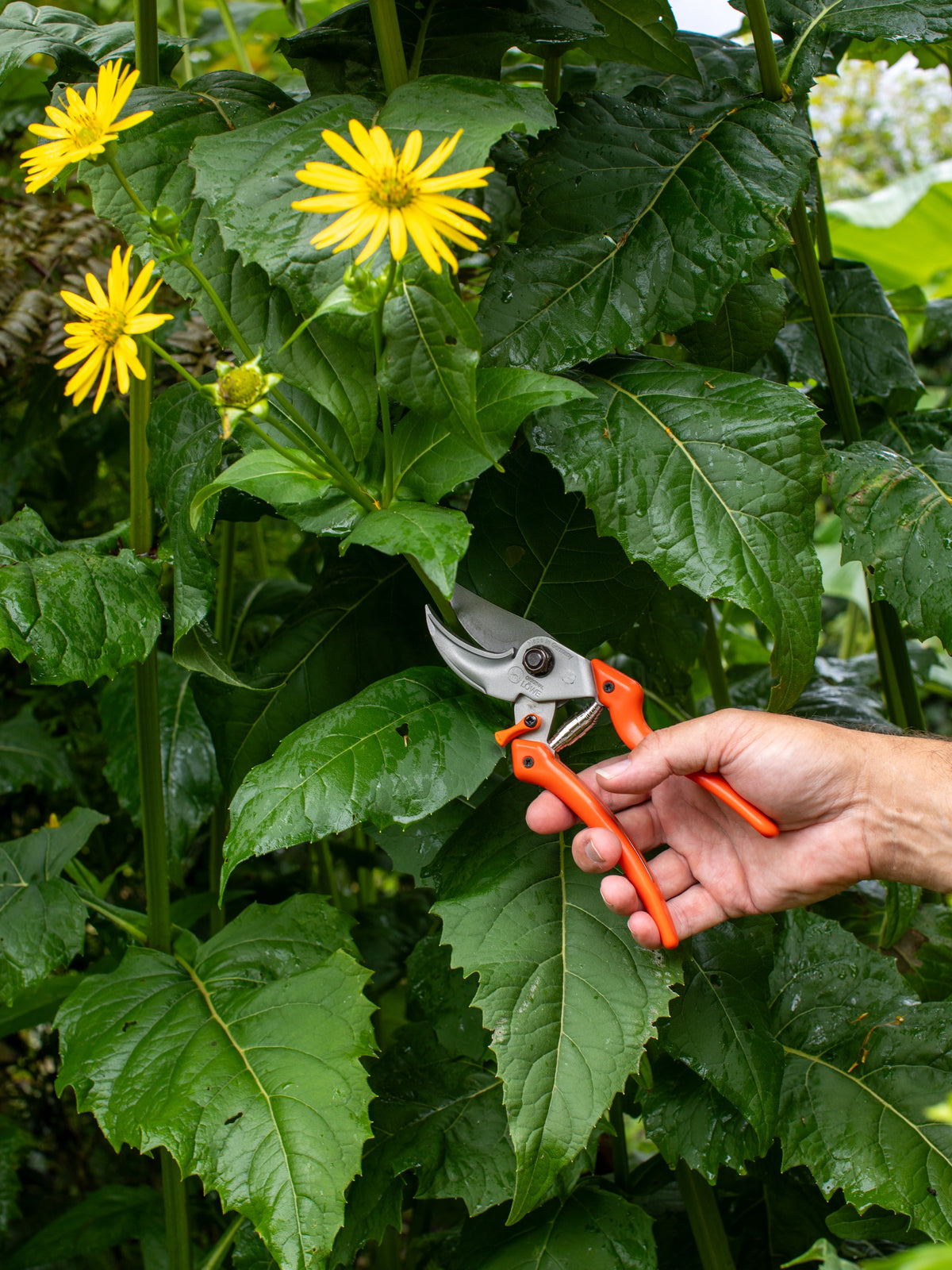 Original LÖWE 9.107 Professional Bypass Secateurs