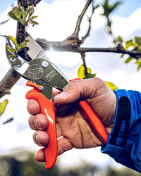 Original LÖWE 10.107, The Original Anvil Secateurs